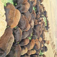 گوسفند|حیوانات مزرعه|ماهنشان, |دیوار