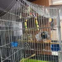 مرغ مینا سخنگو|پرنده|شهریار, یوسف آباد صیرفی|دیوار