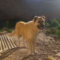سگ سراب
