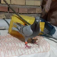 کبوتر فیلی|پرنده|مینودشت, |دیوار