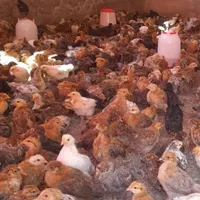 جوجه گلپایگان 50روزه|حیوانات مزرعه|محمدیه-قزوین, |دیوار