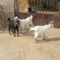 ۳ تا کهره شیری خوراک خور|حیوانات مزرعه|کازرون, |دیوار