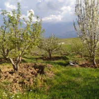 فروش باغ سیب