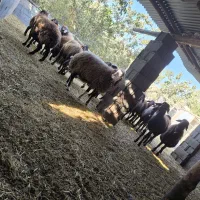 میش  بره بزغاله|حیوانات مزرعه|مبارکه, |دیوار