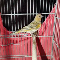 دوتا جوجه گلبسر نر