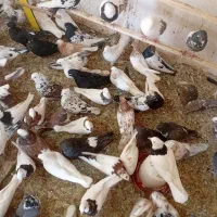 پرنده فروشی تک|پرنده|ابهر, |دیوار