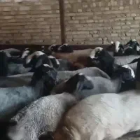 اگهی فروش گوسفند نژاد شال