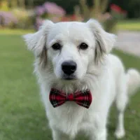 واگذاری سگ اشپیتز میکس یا کوکونی نژاد یونانی|سگ|اصفهان, بوستان ناژوان|دیوار