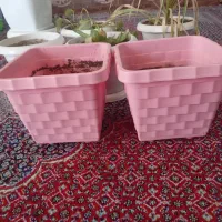 گلدان پلاستیکی در حدنو دونه ۵۰