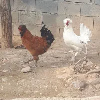 زینتی|حیوانات مزرعه|گرمخان, |دیوار