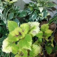 گل آپارتمانی آدنیوم حسن یوسوف پسونیا قاشقی شرابی|گل و گیاه طبیعی|شیراز, شیخ علی چوپان|دیوار