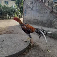 خروس لاری