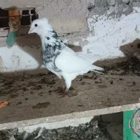 طوق سور الماسی نر