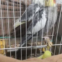 جفت عروس هلندی|پرنده|نرماشیر, |دیوار