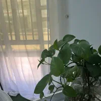 اجاره لاین کاشت مژه و فیشیال|اجارهٔ دفتر کار، اتاق اداری، مطب|جیرفت, |دیوار