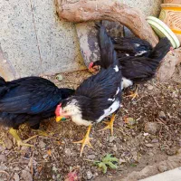 نیمچه خروس لری|حیوانات مزرعه|ابریشم, |دیوار