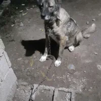 سگ سرابی