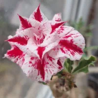 گل ادنیوم