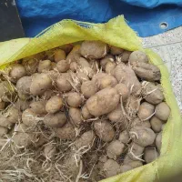 سیب زمینی (خوراک دام )