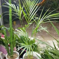 گل و گیاه|گل و گیاه طبیعی|ملارد, |دیوار