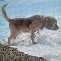 سگ سرابی اصل