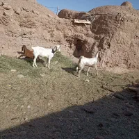 دو عدد کولار