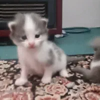 گربه اسکاتیش