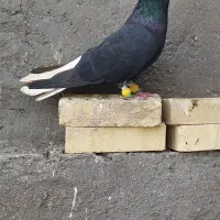 رنگی اشعل|پرنده|شوشتر, |دیوار