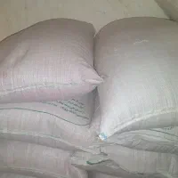 گندم بذری آذر دو