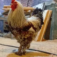 مرغ و خروس