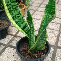 پتوس|گل و گیاه طبیعی|شیراز, پشم شیشه|دیوار