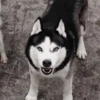 فروش سگ هاسکی نر