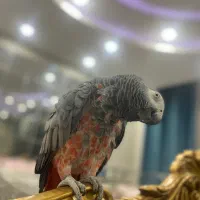 کاسکو ماده آماده جفتگیری فروشی نیست