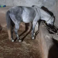 اسب نیلی گلدار|اسب و تجهیزات اسب‌سواری|املش, |دیوار