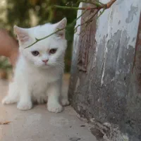 گربه اسکاتیش|گربه|رفسنجان, |دیوار