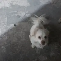 سگ شیتزو|سگ|پاکدشت, پاکدشت (مامازند)|دیوار