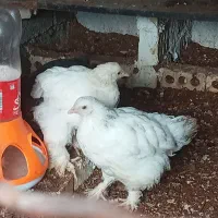 جوجه ۲ونیم ماهه برهما