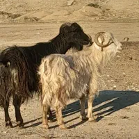 ۲ عدد بز جوان ابستن