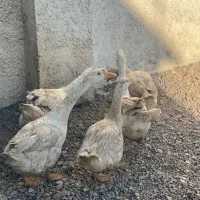 قوغاز قو غاز|حیوانات مزرعه|شاهرود, |دیوار