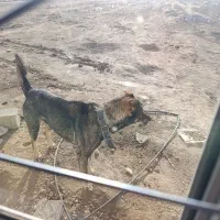 سگ نگهبان|سگ|رباط‌کریم, رباط‌کریم|دیوار