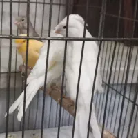 قناری رسمی ماده