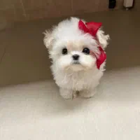 مالتیز عروسکی