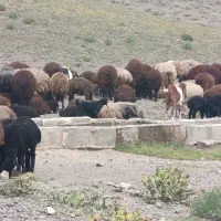 گوسفند دشتی