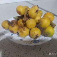 ازگیل