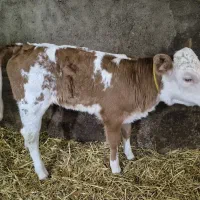 گوساله سیمینتال تازه متولد شده ماده|حیوانات مزرعه|سرعین, |دیوار