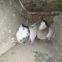 طوقی|پرنده|لردگان, |دیوار