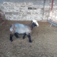 فروش بره نقلی و چاق جفتی ۷۵ کیلو