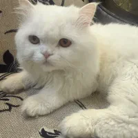 فروش گربه پرشین