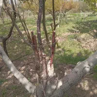 پیوندکاری گل و گیاه و درخت و هرس کاری