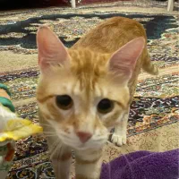 فروش گربه نر|گربه|آمل, |دیوار